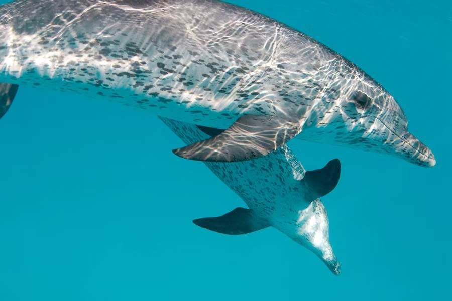 Wild dolphin swimming in Bimini waters