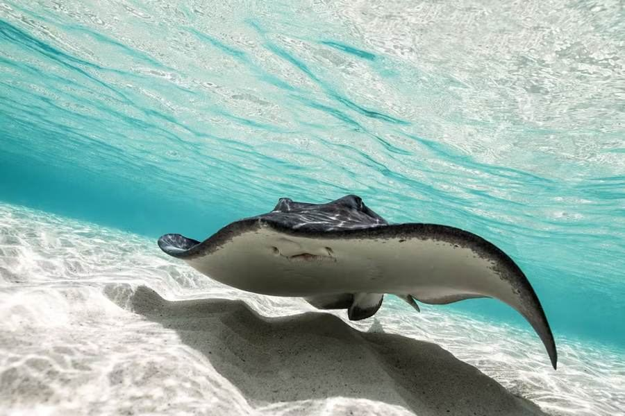 Southern stingray in shallow Bimini waters